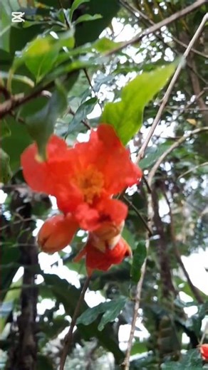 Pomegranate Fruit Fower Blooming #Garden #Flower #fruit
