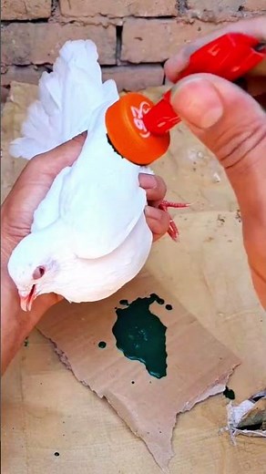 Marking a white pigeon with safe color for easy identification and better care. ❤️
