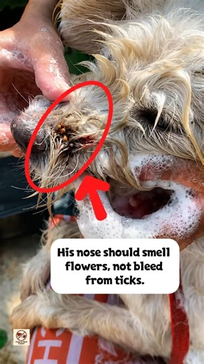 Dog's Nose Covered in Ticks & Blood – Heartbreaking Bath Rescue
