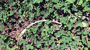 Man finds Iguana tail in his garden - The main reason a lizard loses its tail is to defend itself. When a lizard detaches its tail, the tail whips around and wiggles on the ground. Nerves from the lizard’s body are still firing and communicating with each other. In fact, sometimes the tail will keep moving for upwards of a half hour. This distracts a predator and gives the lizard plenty of time to escape. | Now Science News