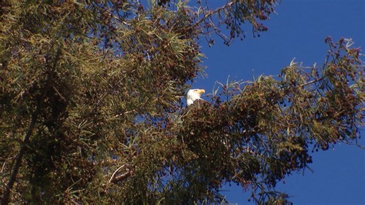 Tree removal paused after bald eagle spotted in Madison Park redwood