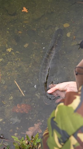 Angling Direct on Instagram: "🎣 Want to catch pike with less fuss? 🎣⁠ ⁠ Learn how to set up a simple float rig that really delivers!⁠ Chris walks you through exactly how to tie it and how to use it properly, so you get the absolute best out of every session.⁠ ⁠ 👇 Click the link to watch and level up your piking game!⁠ LINK IN BIO 📱⁠ ⁠ #PikeFishing #Fishing #Learn #Pike #FishingTips #AnglingDirect #ADTV"