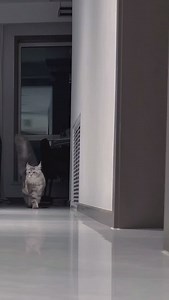 11K views · 60K reactions | El origen de los gatos Maine Coon #gatos #mascotas #cats | Tumundofelino | Facebook