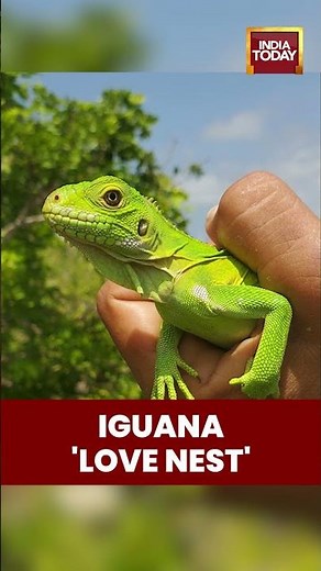 Private Island In the Caribbean Transformed Into A 'Love Nest' For Endangered Species Of Iguana