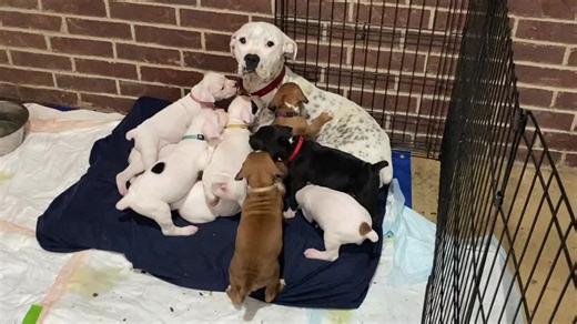 Boxer pups for days #boxerpuppies #boxersoftiktok