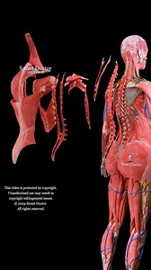 Layers of your back muscles like you've never seen before ✨ . . . . #backmuscles #backhealth #backexercises #musclestrength #bodysupport #strengthtraining #fitnesstips #femalemuscles #backstrengthening #healthadvice #injuryprevention #PostureImprovement #backworkout #womenshealth #pregnancy #baby #anatomy #medicina #doctor #gravidez #newlife #طفل #infant #ベイビー #베이비 #femalemodel #anatomia #anatomi #anatomía #解剖学 | Smart Doctor Alt