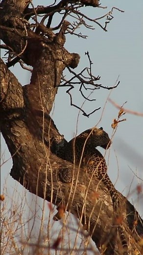 Leopard Chilling in a Tree… Then Jumps! #krugernationalpark #leopard