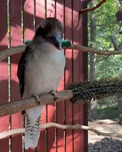 5.2K views · 610 reactions | Each year, birds lose some of their old...