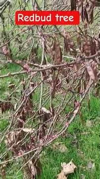 My redbud tree is blooming #redbud