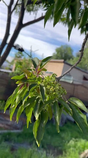 Our sapote fruit tree
