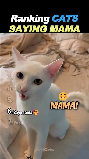 Ranking FUNNIEST Cats Saying “Mama”! 🐱