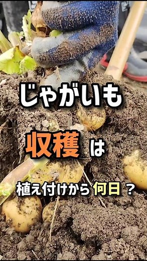 How many days after planting can potatoes be harvested?
