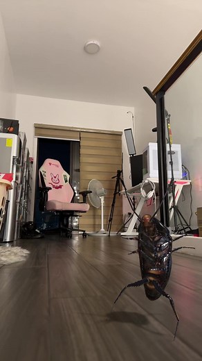 Realistic Cockroach Interaction in a Home Setting