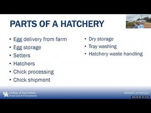 Incubation and hatchery management