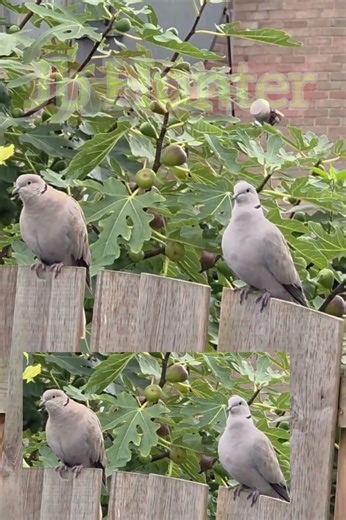 Dove call sound #dove #sound #birdsound #birds #duckhunting #call #duckcall #hunting #birdsounds