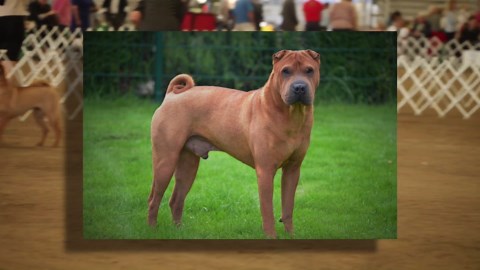 Bone mouth vs. meaty mouth Shar Pei