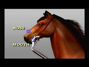 Bit Tips with Kim Combination Bit