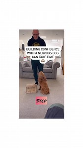 1.4K views · 12 reactions | If you own a nervous dog, you do not need...