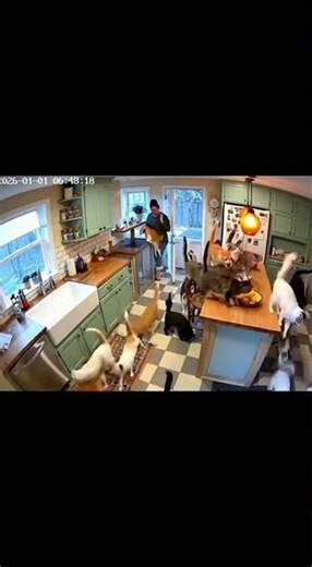 Instant Cat Takeover in the Kitchen!
