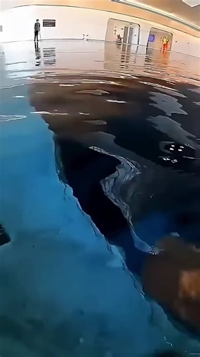 The Deepest Swimming Pool: A Marvel of Engineering