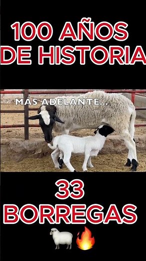 ¡33 BORREGAS para levantar este RANCHO! 🐑🔥 #elmacizodelyoutube #campomexicano #ganadería #ganadería