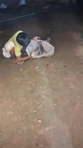 civet cat at night #shortvideo #nature