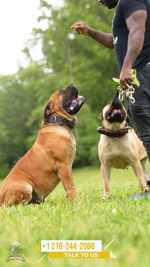 Obedience training is crucial for Boerboels due to their size, strength, and protective nature 🐾. Positive reinforcement methods, such as treats and praise, help them learn commands and foster a strong bond with their owner 🌟. Consistent training ensures a well-behaved, responsive Boerboel, balancing their natural instincts with good manners. 🌟 Big Dog Show Alert! 🌟 Join us for the Alpha Dog Showdown on September 21st at the Hampton Coliseum! Witness top breeds from around the world as they