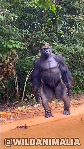 How Strong is a Silverback Gorilla?