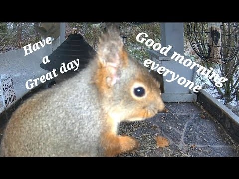 We are aware of the Sparrowhawk that lurks around