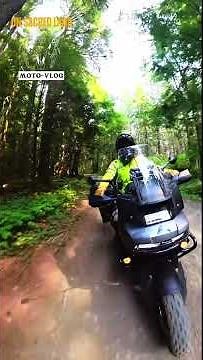 Deep Tillamook Forest Oregon