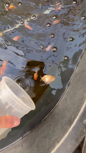 2.7M views · 10K reactions | When there is no sign of infection, everyone else looks in the tank looks healthy, and there is no gravel to choke on, I just assume that maybe there was an internal problem and the goldfish was never meant to live a long life. I could be wrong but I can’t think of any other reason. #goldfish #aquarium #fish #ranchu | Luke’s Goldies | Facebook