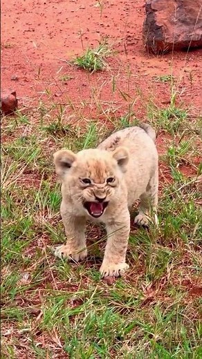 Baby lion practicing its roar