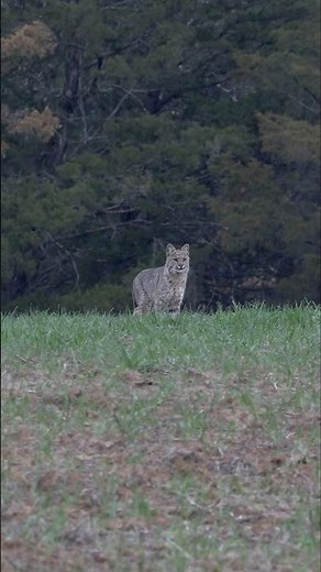 ThunderCat! A Big Bobcat Called In With The FOXPRO X24. #foxpro #bobcat #hunting #coyote #shorts