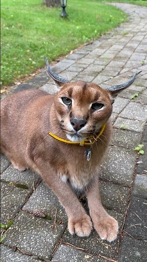 Floppa is happy to see you🥰