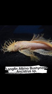 🐟 Imperial Tropicals is proud to offer the Albino Bushynose Pleco—a peaceful, hardy algae-eater perfect for aquarists of all levels!🛒 Shop Now: https://imperialtropicals.com/products/albino-longfin-bn💡 Fun Facts:🔸 Their “beards” (aka facial bristles) help determine male dominance.🔸 These plecos are longfin beauties—their fins get longer and more elegant with age!🔸 They’re excellent algae cleaners and keep their appetite for algae even as they grow!🔸 Males are the ultimate dads—guarding, c