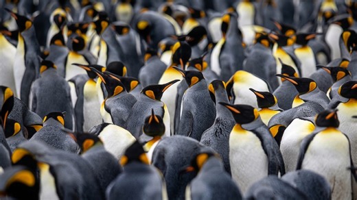 Inside a king penguin colony in the Falkland Islands