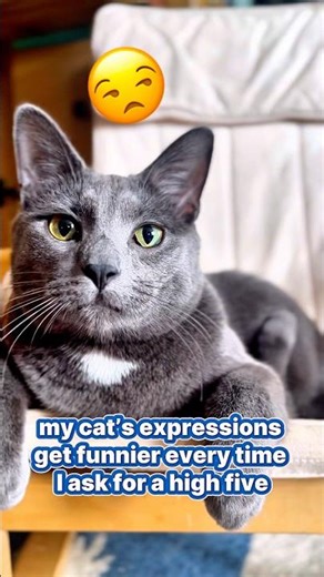 Cats and their dramatic reactions. I don’t know why he puts up with me