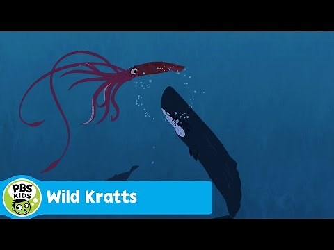 WILD KRATTS | Sperm Whale Vs. Giant Squid | PBS KIDS