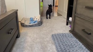 ❤️🐩🐾 What it's like to find a forever home and a best friend who loves you too! | Florida Poodle Rescue