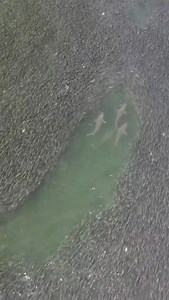 1.2M views · 10K reactions | "Don't lose hope, there are plenty of fish in the sea!" The fish: | Big Blue Diving Koh Tao | Facebook