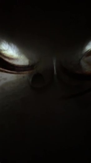 #doglife #puppydance #swayingtothebeat#cutedog#pet