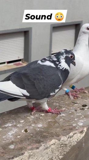 wait for the end | Pigeons in action 🔥 Pure sound of pigeons 💝 Pigeon Clash #angry #mostviral #racer #petcare #pigeonsport #reels #pigeons #pigeon #sound #pigeonforge #pigeonphotography #pigeonlife #pigeonforgetn #pigeonforgetennessee #kobutor #Kabutor | Pigeon Clash