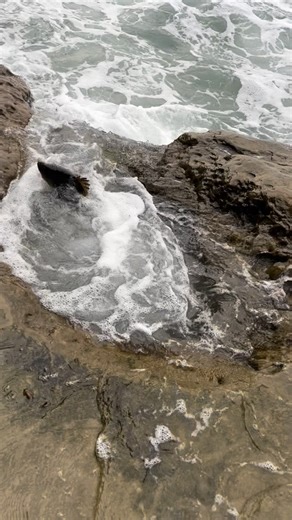 Absolute unit! Thank you @boundlessboatcharters for the tackle recommendation @onlinebaitexpress for the bait donation @ray_slayz619 @gideonjobson @thenobledogs and @californiasurffishing for teaching g me how to find good spots! | Free Kids Fishing Class