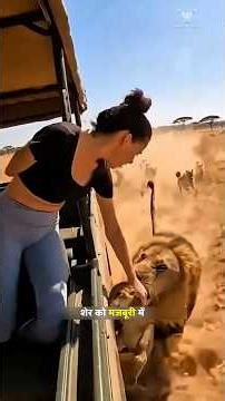 शेर ने शिकारी कुत्तो को सबक सिखाया। | The Lion Taught The Hunting Dogs A Lesson | #lion #dog #shorts