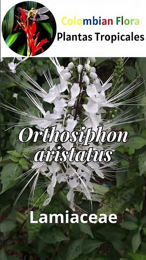 Orthosiphon aristatus: espectacular planta ornamental con poderes medicinales