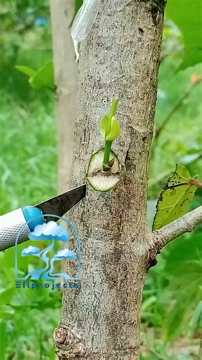 plant grafting tehnicque in Indian mallow 🌿🌱 #satisfying #ihavethisthingwithplants #graftingtips