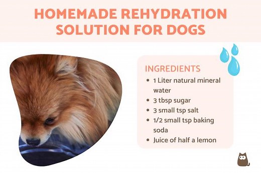 Homemade Solution for Dehydrated Dogs - Electrolytes for Dogs