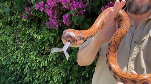 47K views · 1.3K reactions | We just had to take this Creature Feature outdoors this week! look at this incredible color when the sun hits....any spot on this gorgeous beaut  Check out this Creature Features along with A TON others at our YouTube https://www.youtube.com/user/thereptilezootv/playlists | The Reptile Zoo | Facebook
