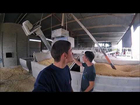 L'Elevage de Taurillons d'Engraissement