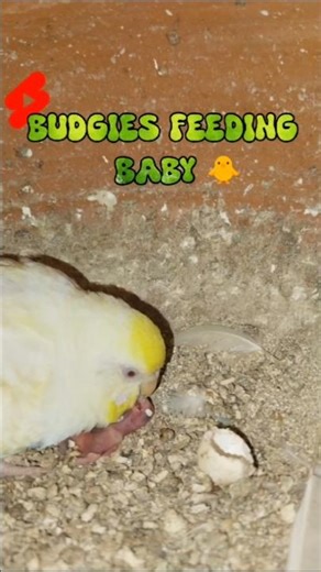 how to feed budgies baby #parrot #shorts #budgie #feeding